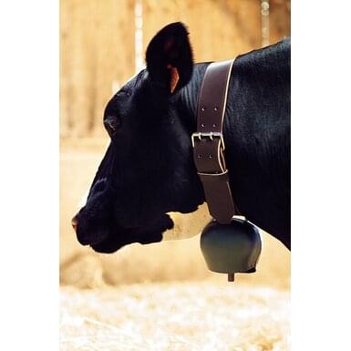 Glocke gewölbt Rind 144mm DM