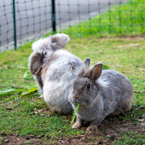 Siatki na małe zwierzęta