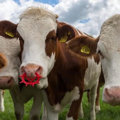 Nakładki do odsadzania | horizont Rolos