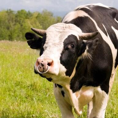 Pierścienie nosowe & drążki prowadzące | horizont Rolos