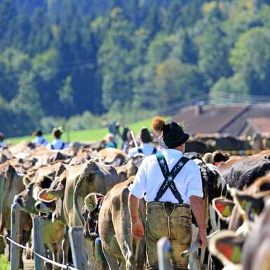 Pędzidła do bydła & hamulce dla świń | horizont Rolos