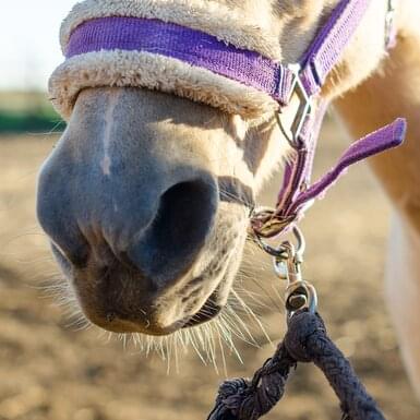 Karabińczyki | horizont Rolos