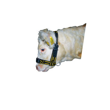 horizont Uprząż dla cieląt | Nylon | czarny - żółty